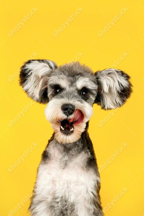 Playful dog captures attention with its charming expression against a bright yellow background