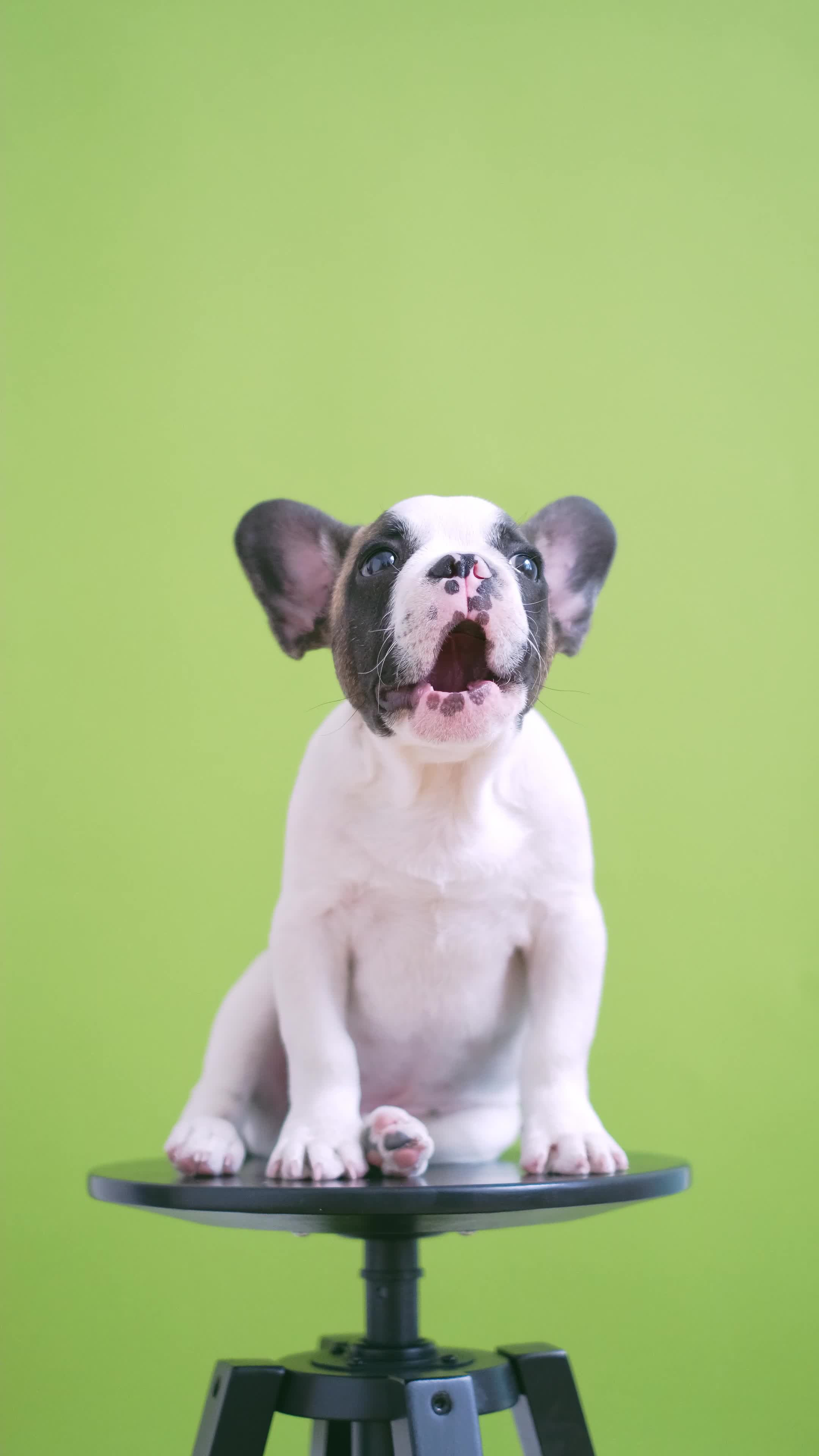 Playful puppy sitting on a stand with a cheerful expression against a bright green background